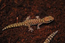 Oedura coggeri - juvenile.jpg