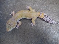 Male WY Het RAPTOR.jpg