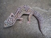 Female Lavender Snow 50% het Blizzard 50% het RAPTOR.jpg