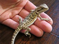 dragon2.jpg