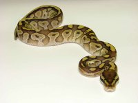 Lesser2.jpg