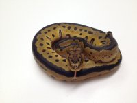 Male #4.jpg