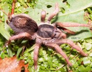 K.brunnipes1.jpg