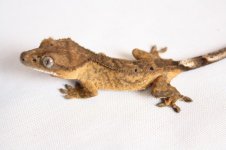 Ray-1_zpseab4bd39.jpg