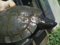 turtle2.jpg