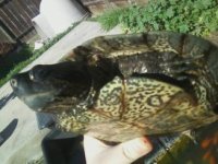 turtle1.jpg