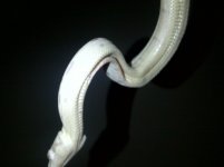 Deformed Moonglow.jpg
