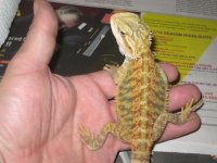 male tranz neon 001 (2).jpg