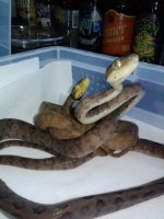 Atbs post shed.jpg