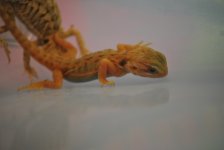 DSC_0046.jpg