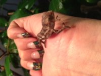 baby ambilobe 2.jpg