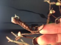 Baby ambilobe 3.jpg