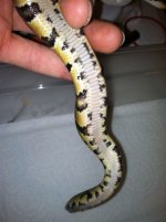 Het Pied Female_1.jpg