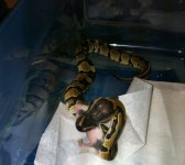 HET PIED EATING_CROPPED.jpg