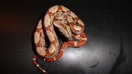 2012 Hypo 66% het Sharp Male.jpg