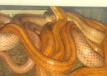 ratsnake.jpg