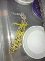High yellow1.jpeg