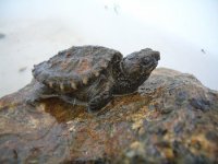 BabySnappingTurtle.JPG