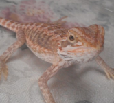 PICPICPIC.png