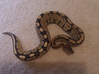 IMG_20130103_203020.jpg