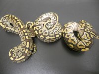 Mojave Girls for sale 003.jpg