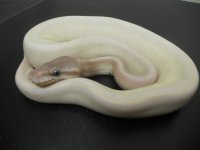 Sulfur Super Mojave and Super Mojave 004.jpg