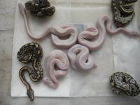 Super Mojaves poss Sulfur 003.jpg