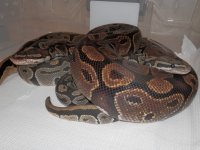 pair no flash.jpg