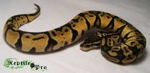 pastel het ax male 1.jpg
