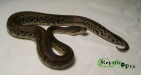 garg update 1.jpg