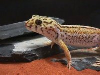 med_FrogEyeGecko.jpg