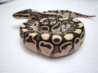 Lesser Dinker Female 1.jpg