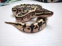 Lesser Dinker Female.jpg
