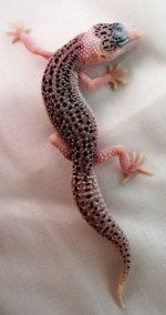 DSC01972-crop.JPG