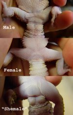 sexing copy.jpg