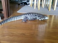 Gus 5 20 10.jpg