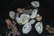 2010 babies 001.jpg