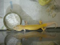 raptor female2.jpg