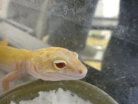 raptor female.jpg