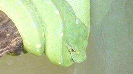 close up of head.JPG