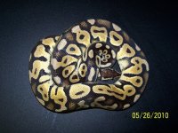 snake pictures 005.jpg