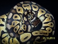 snake pictures 006.jpg