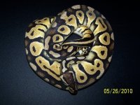 snake pictures 009.jpg