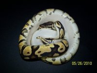 snake pictures 008.jpg