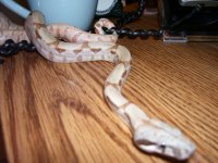 100_2559.jpg