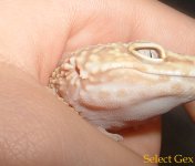 TrempEyes.jpg