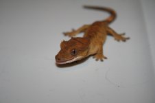 IMG_3749.jpg