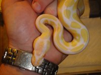 green tree pythons 002.jpg