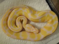 green tree pythons 001.jpg