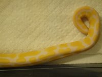 green tree pythons 004.jpg